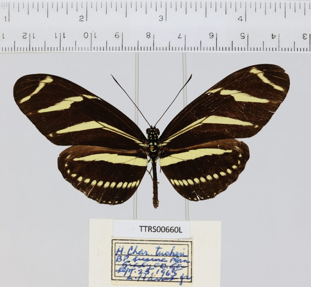 Heliconius charitonius tuckeri specimen from Tall Timbers Research Station, Florida imaged by Virginia Craig, photo courtesy Gil Nelson.