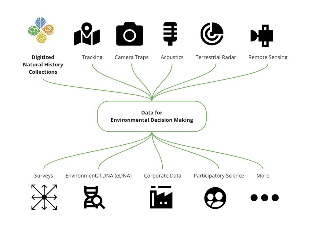 Diagram showing digitized natural history collections as one of several inputs into environmental decision making.